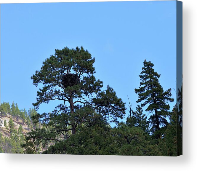 Eagle's Nest Acrylic Print featuring the photograph Along the Missouri an Eagle's Nest in Pine Tree by Kae Cheatham