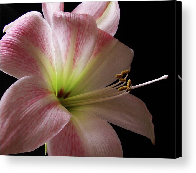 Amaryllis Acrylic Print featuring the photograph Amaryllis by Nancy Griswold