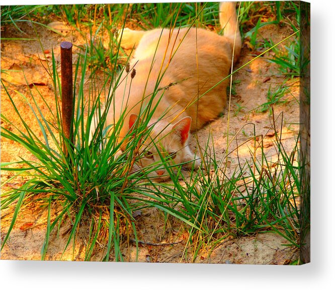 Cat Acrylic Print featuring the photograph Amy's Cat by Angela Annas