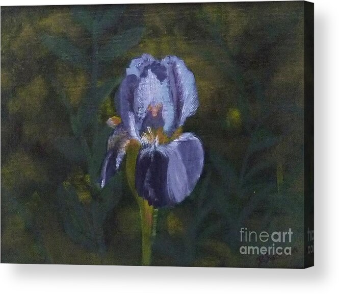  Acrylic Print featuring the painting An Iris in My Garden by Barrie Stark