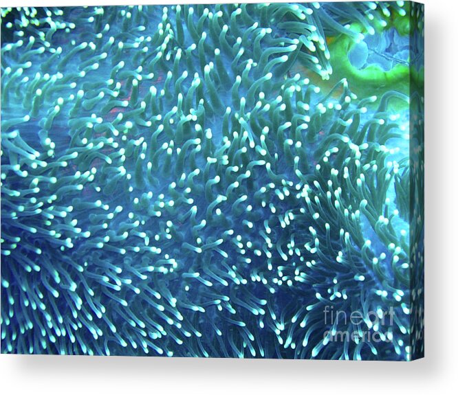 Anemone Acrylic Print featuring the photograph Anemone Galaxy by Becqi Sherman