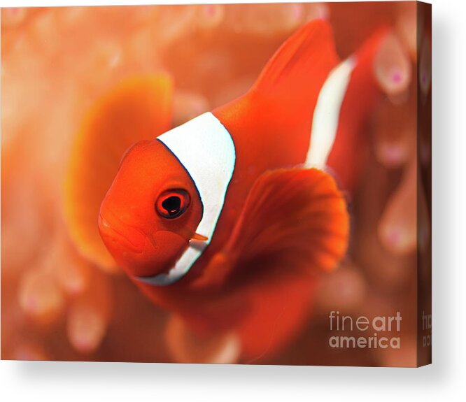Clownfish Acrylic Print featuring the photograph Anemonefish by MotHaiBaPhoto Prints
