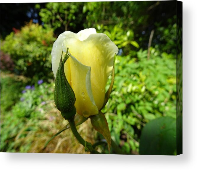 Rose Acrylic Print featuring the photograph Angel wing by Susan Baker