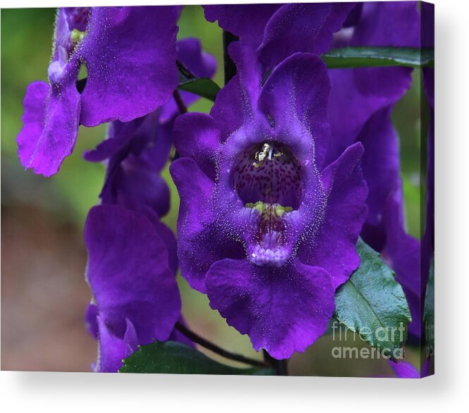 Archangel Acrylic Print featuring the photograph Angelonia Angustifolia by Marty Fancy