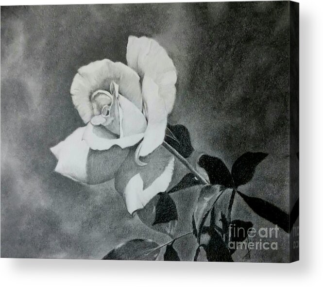 Rose Acrylic Print featuring the drawing Aperitif Rose by Terri Mills