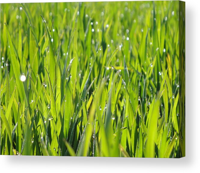 Dew Acrylic Print featuring the photograph April dewdrop fairylights by Susan Baker