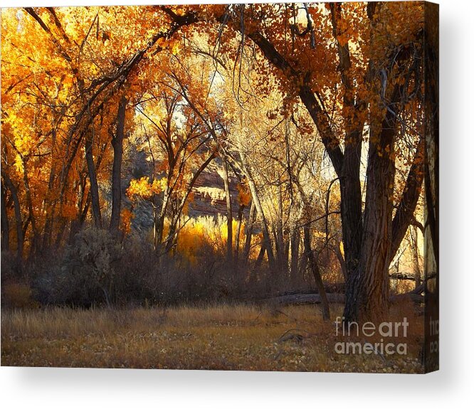Fall Trees San Miguel Riparian Area Colorado Acrylic Print featuring the digital art Arch of trees by Annie Gibbons