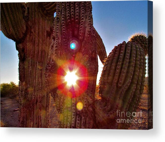 Photograph Acrylic Print featuring the photograph Arizona Prime Cactus Sunset by Delynn Addams