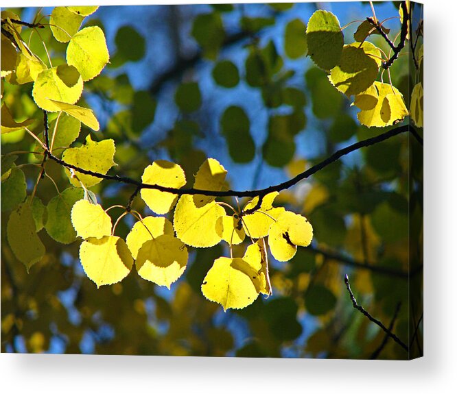 Aspen Acrylic Print featuring the photograph Aspen Leaves 1 by Diana Douglass