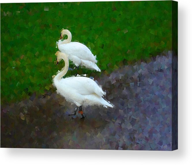 Swans Acrylic Print featuring the photograph Asymmetry by Roberto Alamino