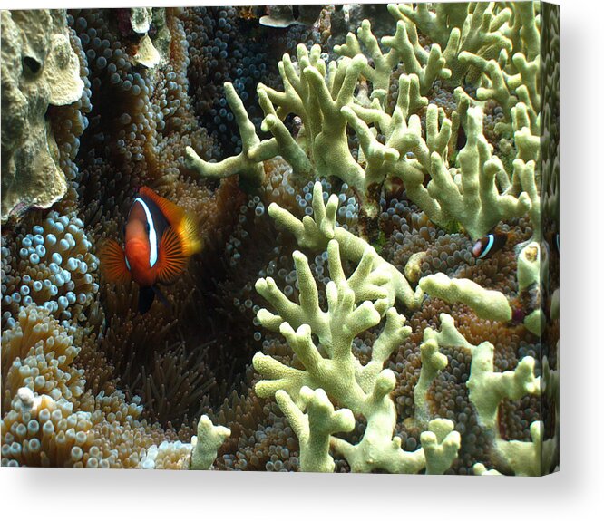 Fish Acrylic Print featuring the photograph At Home on the Reef by Brian Governale