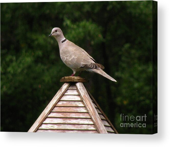 Bird Acrylic Print featuring the photograph At The Top of The Bird Feeder by Donna Brown