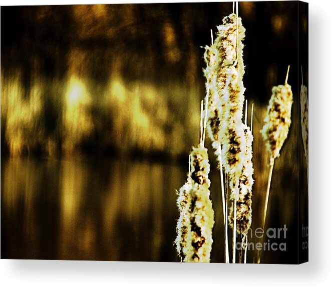 Cattails Acrylic Print featuring the photograph At Water's Edge by Don Kenworthy