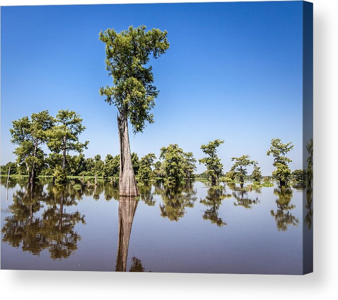 3 Nd Nature Acrylic Print featuring the photograph Atchafalaya Cypress Tree by Gregory Daley MPSA