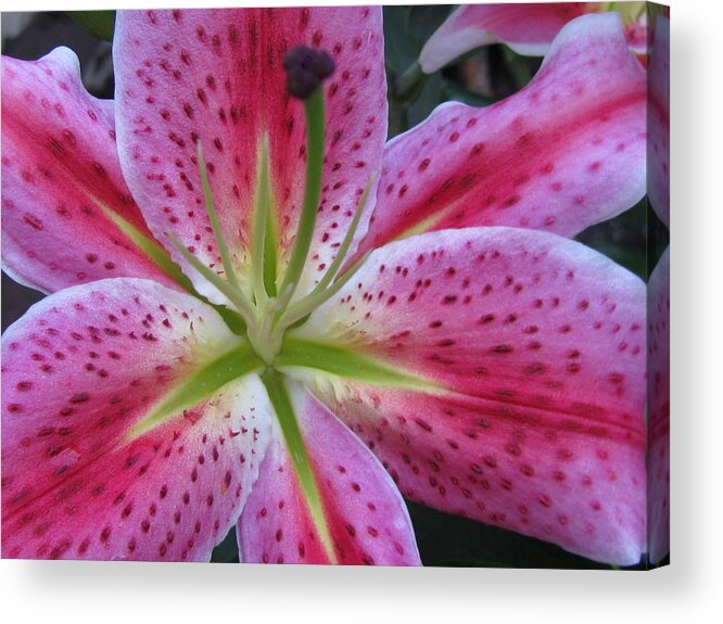 Flower Acrylic Print featuring the photograph Attractiveness Photography by Holy Hands