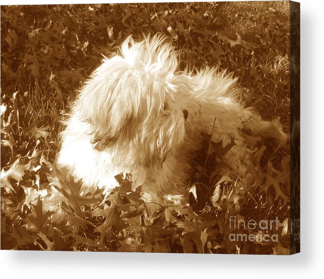 Dog Outdoors Acrylic Print featuring the photograph Lhasa Apso autumn breeze by Reina Resto