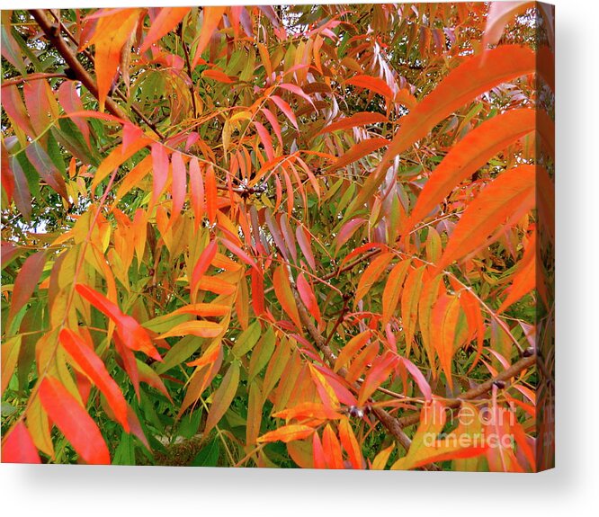 Tree Acrylic Print featuring the photograph Autumn Color by Jean Wright