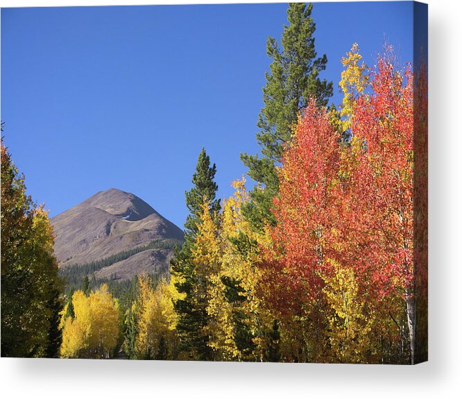 Aspen Acrylic Print featuring the photograph Autumn Colors by Ivan Franklin