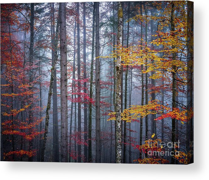 Forest Acrylic Print featuring the photograph Autumn forest in fog by Elena Elisseeva