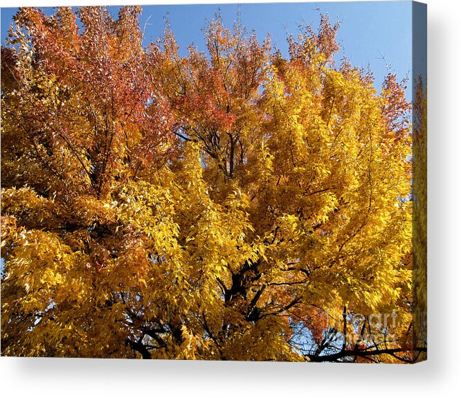 Photos Acrylic Print featuring the digital art Autumn Gold by John Krakora