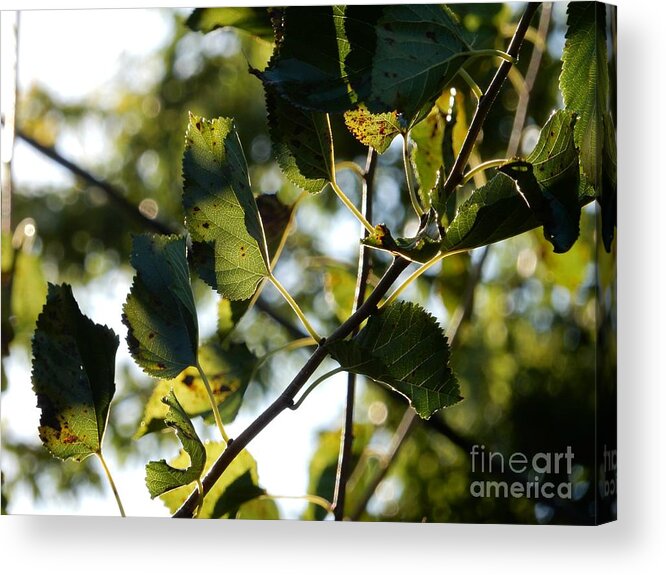 Leaves Acrylic Print featuring the photograph Autumn Leaves by Diamante Lavendar
