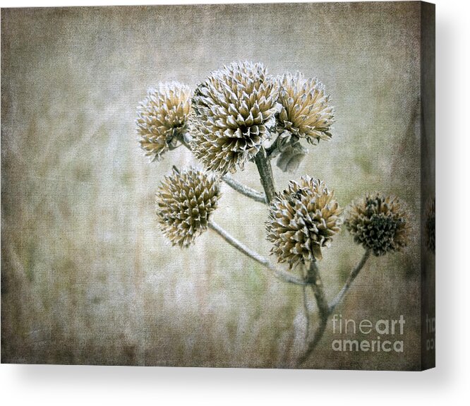 Autumn Acrylic Print featuring the photograph Autumn Seed Heads III by Tamara Becker