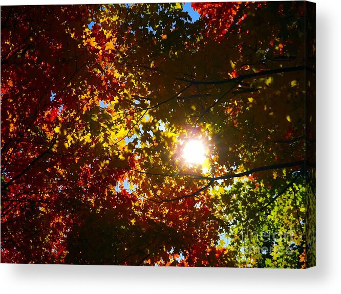 Abstract Acrylic Print featuring the photograph Autumn Sky by Robyn King