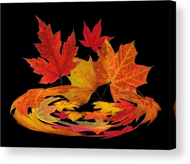 Autumn Leaves Acrylic Print featuring the photograph Autumn Winds - Colorful Leaves on Black by Gill Billington