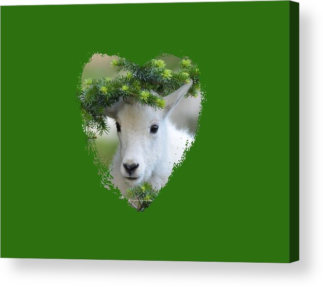 Mountain Goat Acrylic Print featuring the photograph Baby Mountain Goat Heart by Whispering Peaks Photography