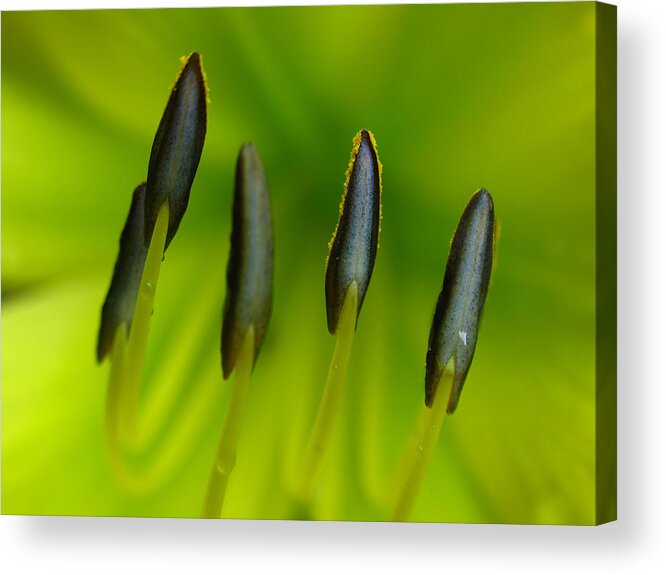 Lily Acrylic Print featuring the photograph Back to Nature by Juergen Roth