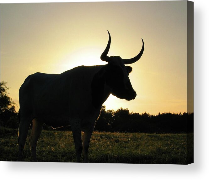 Backlit Acrylic Print featuring the photograph Backlit Longhorn by Ted Keller