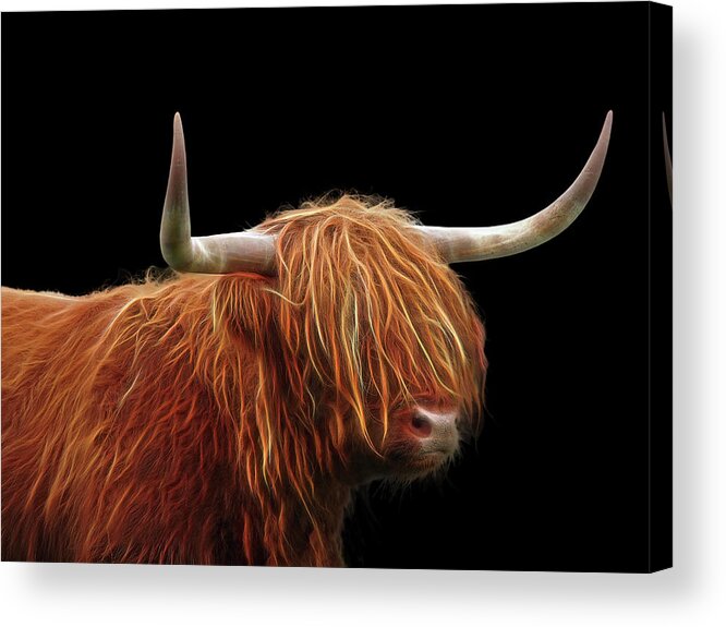 Highland Cow Acrylic Print featuring the photograph Bad Hair Day - Highland Cow - On Black by Gill Billington