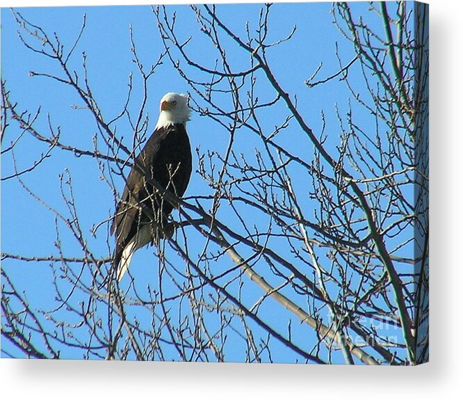 Bald Acrylic Print featuring the photograph Bald Eagle by Louise Magno