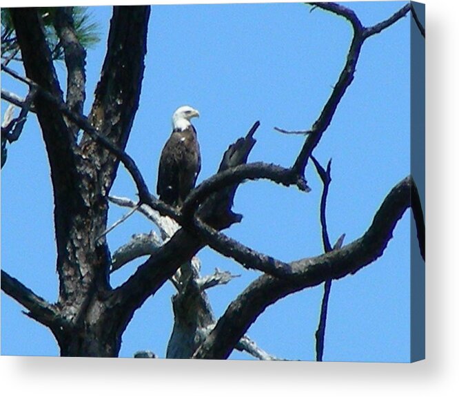 Bald Eagle Acrylic Print featuring the photograph Bald Eagle by Peter McIntosh