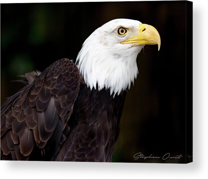  Acrylic Print featuring the digital art Bald Eagle - Signature Series by Birdly Canada