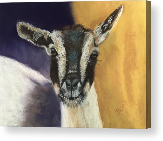 Goat Acrylic Print featuring the painting Barley by Joyce Spencer