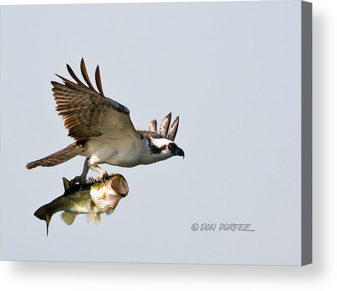 Osprey Raptor Bird bird Of Prey Predator Hunter Hunting Fishing Nature Bass Fish john Prince Park Florida grey Sky Flight Carrying Prey open Mouth Bass large Mouth Bass Acrylic Print featuring the photograph Bassmaster 2 by Don Durfee