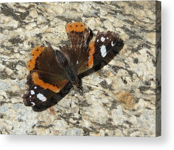 Butterfly Acrylic Print featuring the photograph Battered Butterfly by Valerie Ornstein