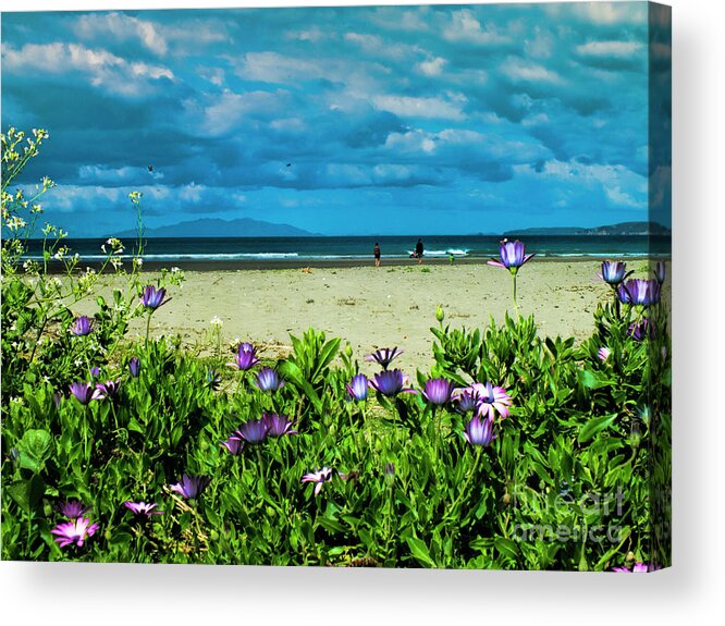 Orewa Acrylic Print featuring the photograph Beach Daisies by Karen Lewis