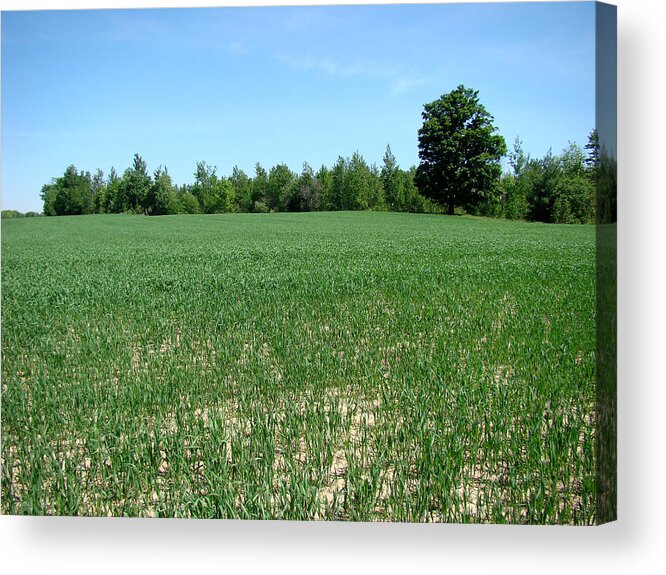 Landscape Acrylic Print featuring the photograph Bean Field by Todd Zabel