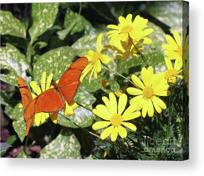 Butterflies Acrylic Print featuring the photograph Beautiful Butterflies by Kelly Holm