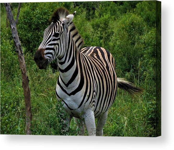 Zebras Acrylic Print featuring the photograph Beautiful Zebra by Vijay Sharon Govender