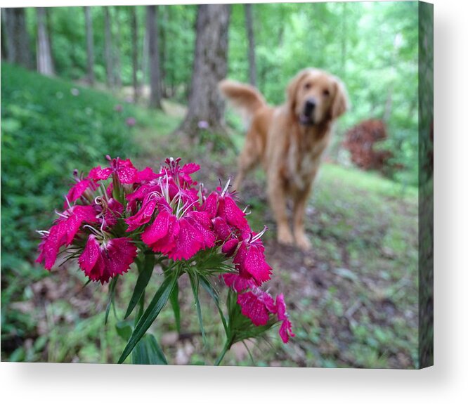 Flowers Acrylic Print featuring the photograph Beauty And The Beast. by Mary Halpin