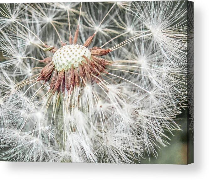 Dandelion Acrylic Print featuring the photograph Beauty Even if Only a Weed by Jennifer Grossnickle