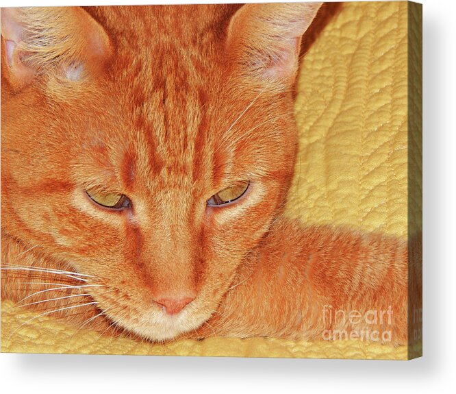 Cat Acrylic Print featuring the photograph Beauty Of A cat by Jan Gelders