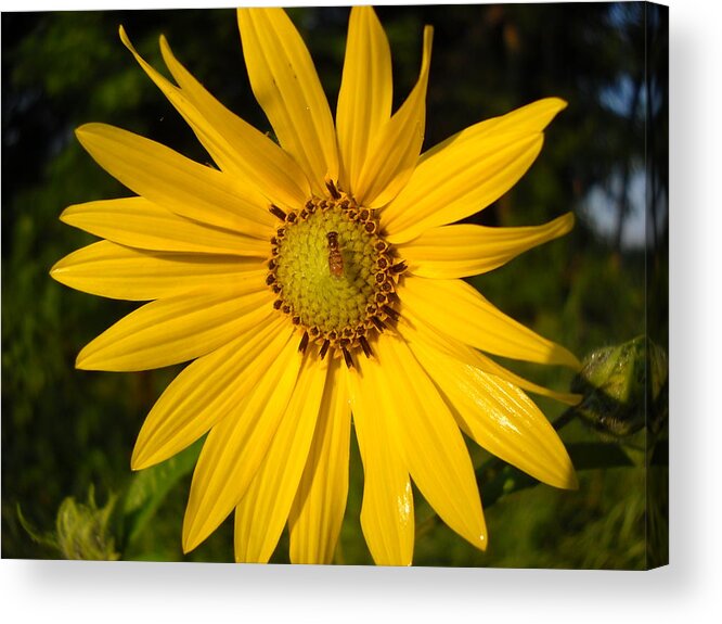 Floral Acrylic Print featuring the photograph Bee and Yellow Flower by Kent Lorentzen