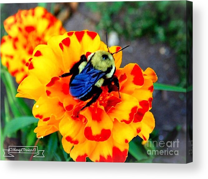 Photograph Acrylic Print featuring the photograph Bee Happy  by MaryLee Parker