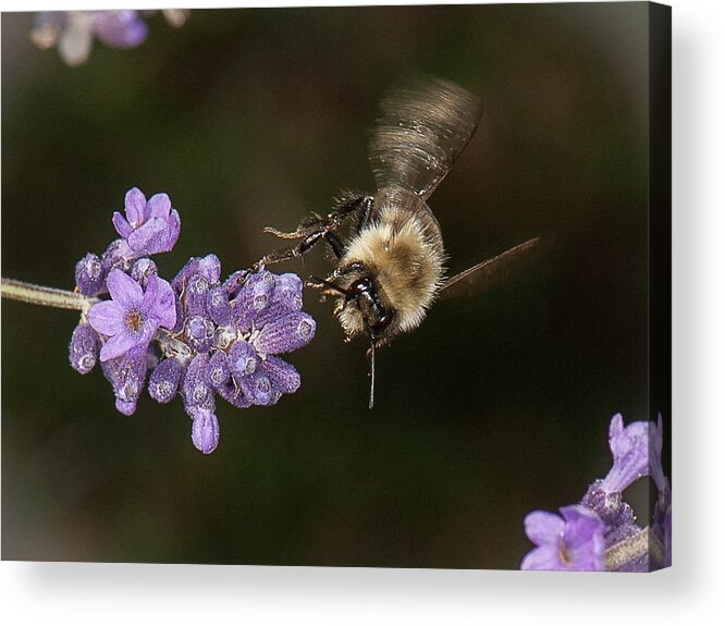 Bee Acrylic Print featuring the photograph Bee landing on lavender by Len Romanick