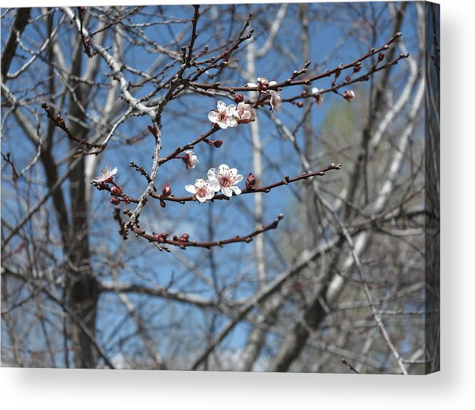 Nature Acrylic Print featuring the photograph Beginnings by Jessica Myscofski