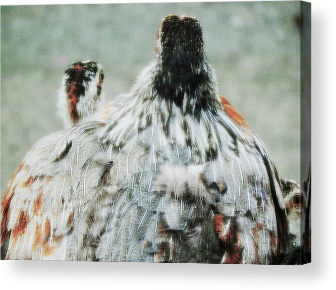 Wildlife Chicken Wild Hen Chicks Rain Safety Parenting Wildlife Photography Bird Photography Nature Love Acrylic Print featuring the photograph Beneath My Wings by Jan Gelders